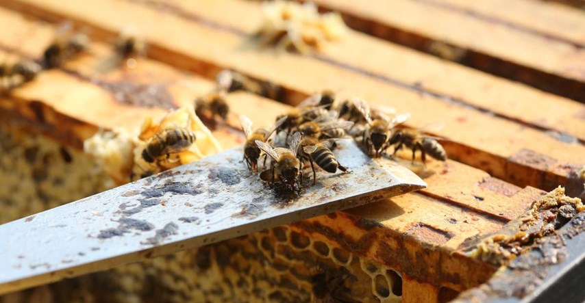 Slovenija će papi Franji darovati košnicu punu pčela